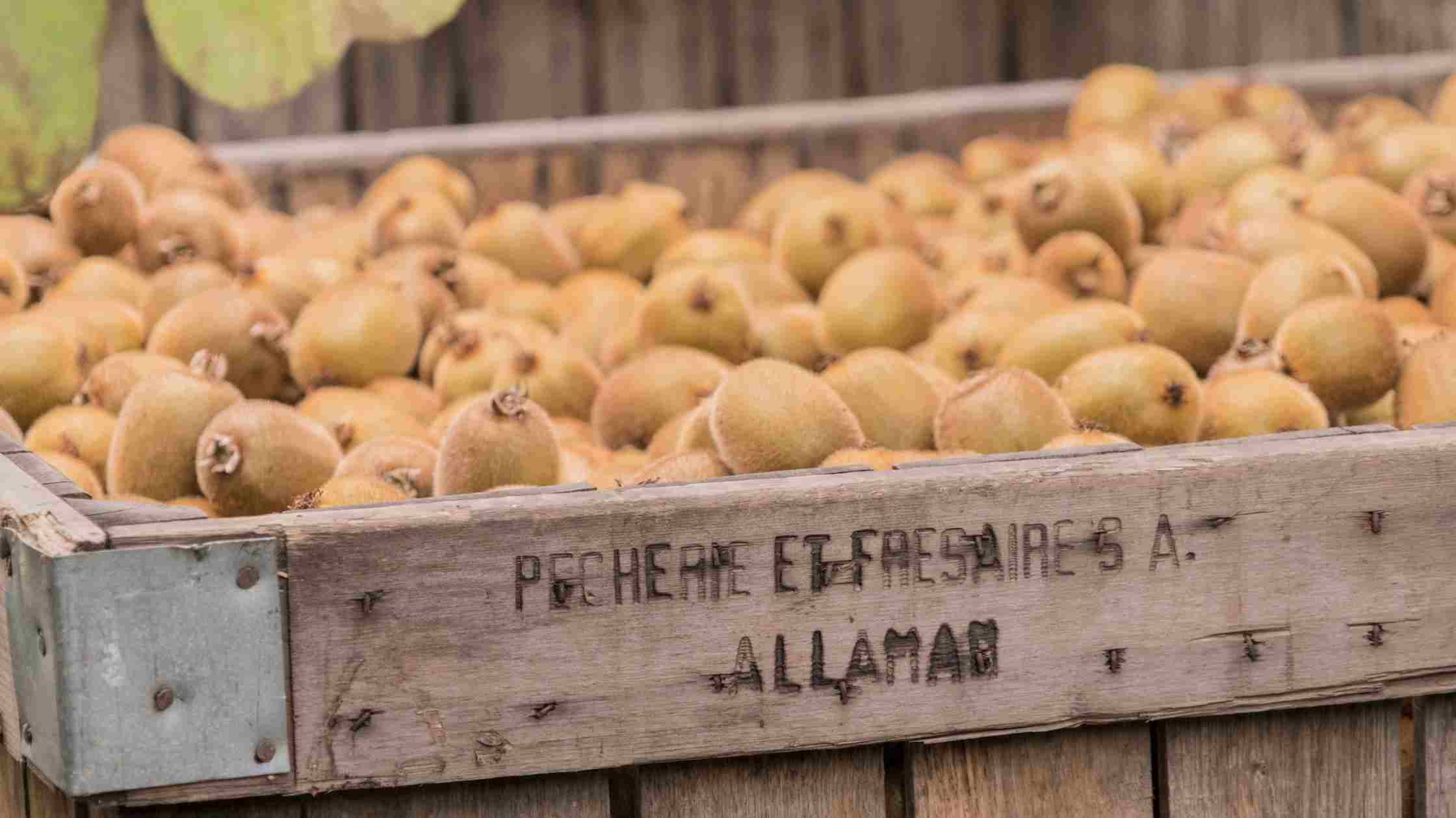 Cageot rempli de kiwis suisses et bio du Domaine de la Pêcherie et la Frésaire à Allaman pour illustrer les bienfaits de la vitamine C que contient cet aliment