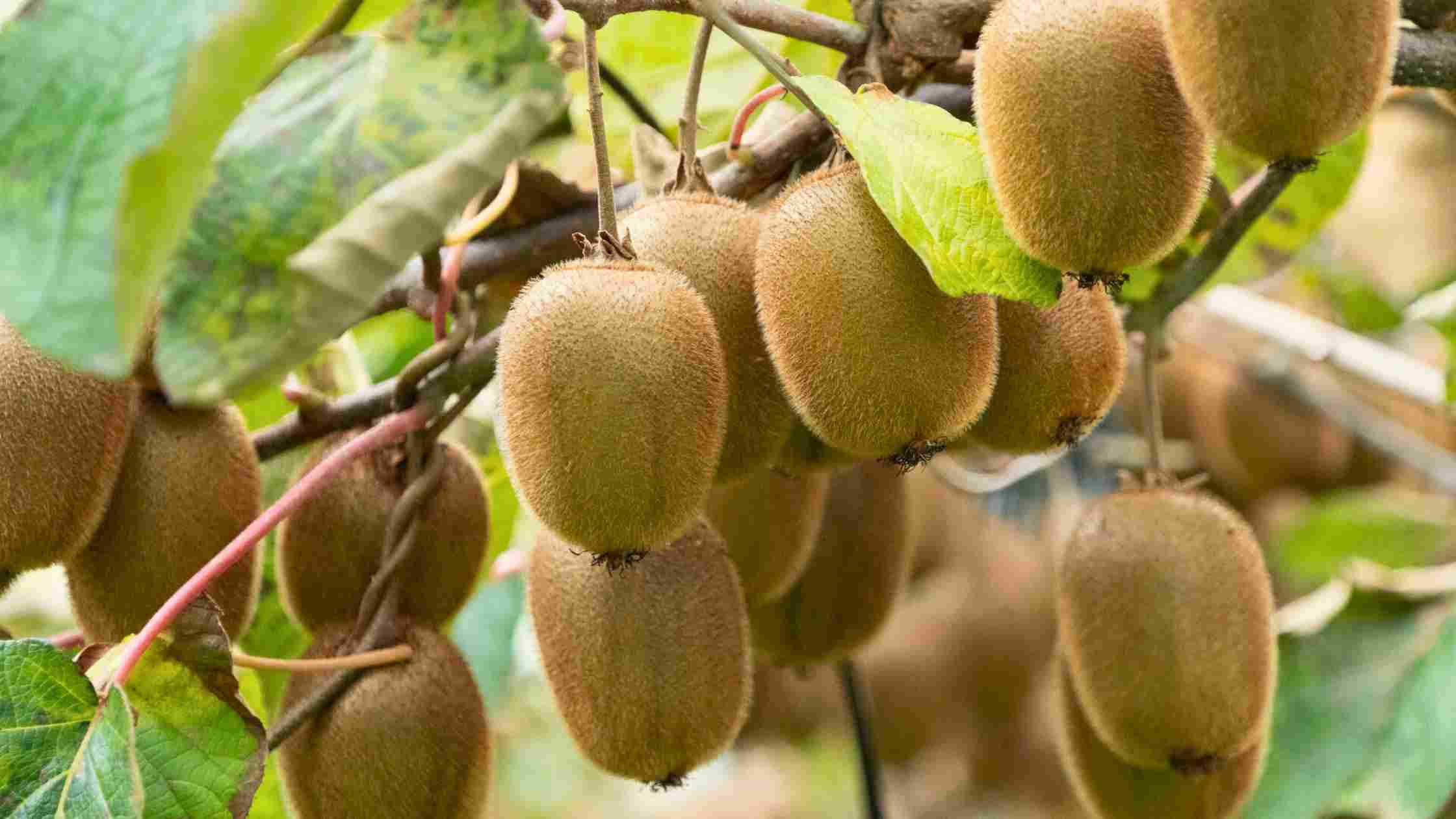 Branche de kiwis prêts à être récoltés pour illustrer l'article sur les bienfaits du potassium présent en quantité dans les kiwis verts bio suisses